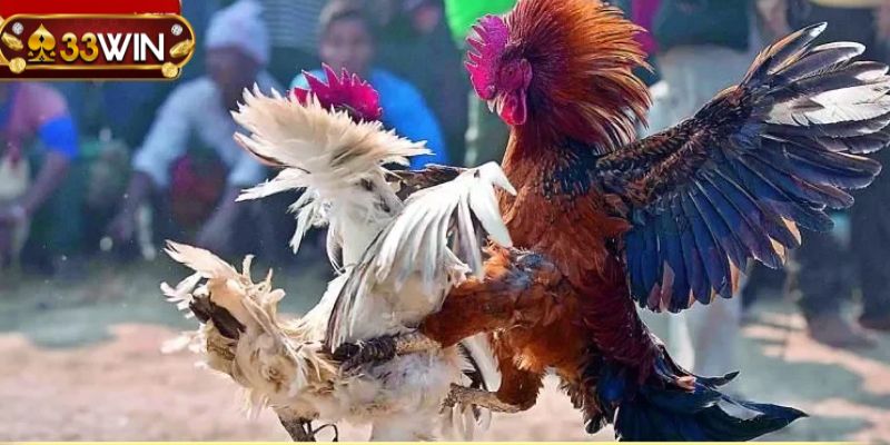 Bảng thuật ngữ đá gà dành cho tân thủ