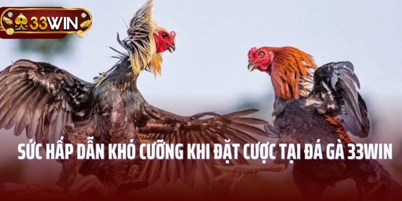 Đánh giá chiến kê mạnh yếu trong các trận đá gà 33WIN