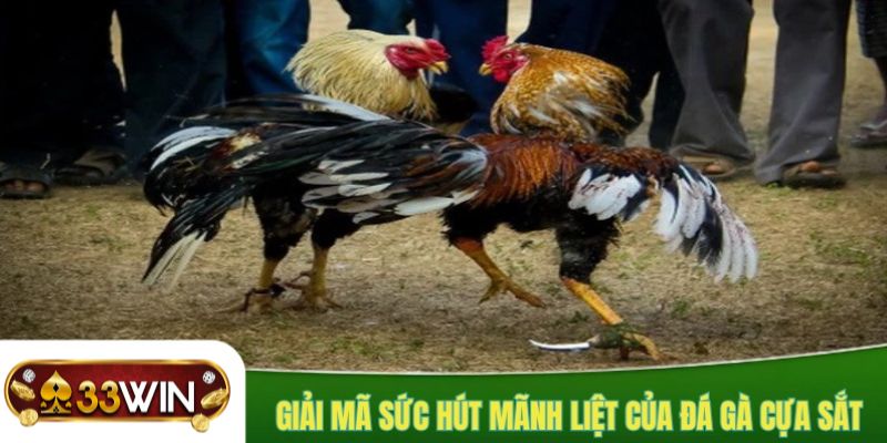 Tổng hợp kinh nghiệm khi tham gia chơi cược kê của cao thủ