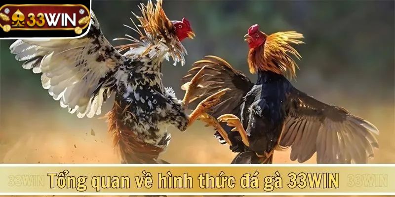 Trang chủ đá gà campuchia của 33WIN